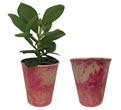 4" Clusia in Eco Pot